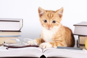 Gato lendo